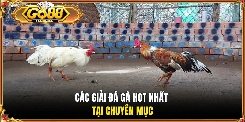 Các giải đá gà hot nhất tại chuyên mục
