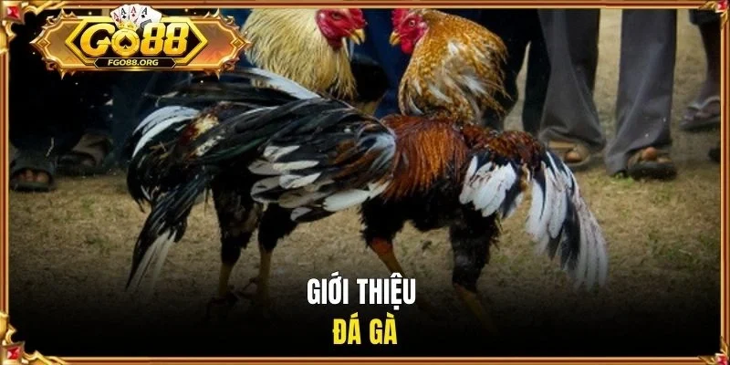 Giới thiệu đá gà