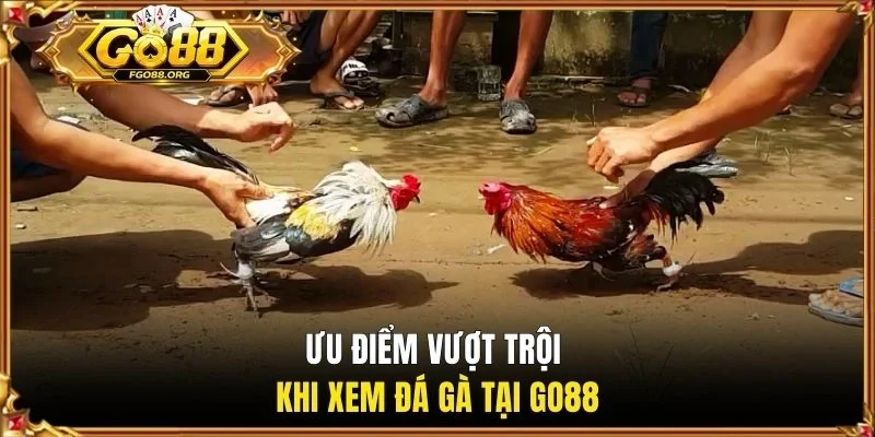 Ưu điểm vượt trội khi xem đá gà tại GO88